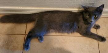 Kia Parc-Fermé -  Domestic Medium Hair Cat for Adoption in Chandler, Arizona - Kia Parc-Fermé | PetCurious