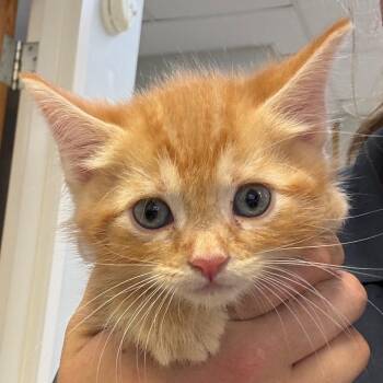Venture -  Domestic Medium Hair Cat for Adoption in Jacksonville, Arkansas - Venture | PetCurious
