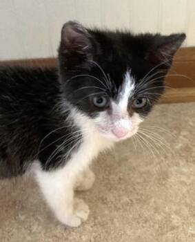 Atlas -  Domestic Short Hair Cat for Adoption in Quakertown, Pennsylvania - Atlas | PetCurious