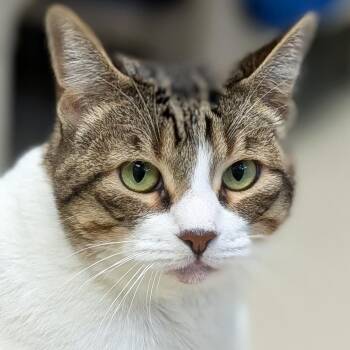 Sugarfoot -  Domestic Short Hair Cat for Adoption in Jefferson, Wisconsin - Sugarfoot | PetCurious