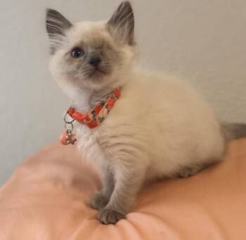 BEANS -  Domestic Short Hair Cat for Adoption in Colorado Springs, Colorado - BEANS | PetCurious