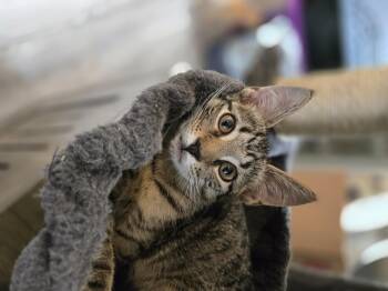 Mario -  Domestic Short Hair Cat for Adoption in Philadelphia, Pennsylvania - Mario | PetCurious