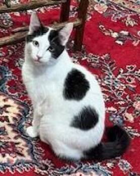 Tuxedo Cats Available for Adoption - Meet Breeze – The Tuxedo Boy With The Adorable Crooked “J” Tail | PetCurious