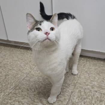 Plinko -  Domestic Short Hair Cat for Adoption in Milan, Illinois - Plinko | PetCurious