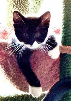 Domestic Short Hair Cats Available for Adoption in Kansas City, Missouri - Jinx | PetCurious