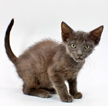 Rahu -  Domestic Short Hair Cat for Adoption in Morton Grove, Illinois - Rahu | PetCurious