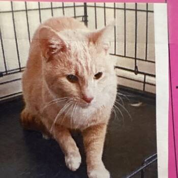 Domestic Short Hair Cats Available for Adoption in Bentonville, Arkansas - Peaches | PetCurious