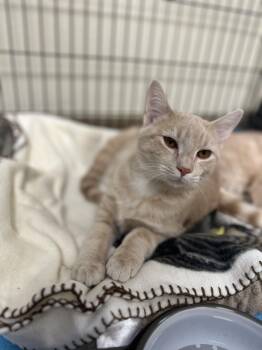 Rescue Domestic Short Hair Cats for Adoption in Myerstown, Pennsylvania - Rogue | PetCurious