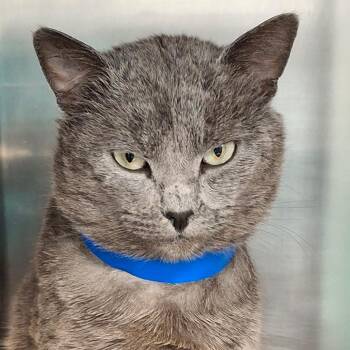 Domestic Short Hair Cats Available for Adoption - Gandalf | PetCurious