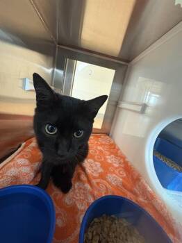 Domestic Short Hair Cats Available for Adoption - HAROLD | PetCurious