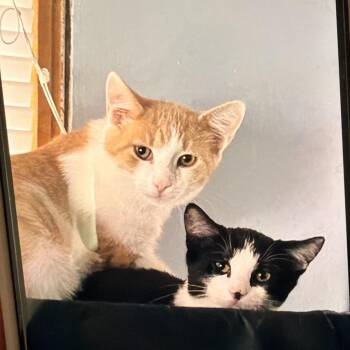 Sloan -  Domestic Short Hair Cat for Adoption in Thomaston, Connecticut - Sloan | PetCurious