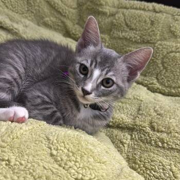 Easel -  Domestic Medium Hair Cat for Adoption in Westminster, California - Easel | PetCurious
