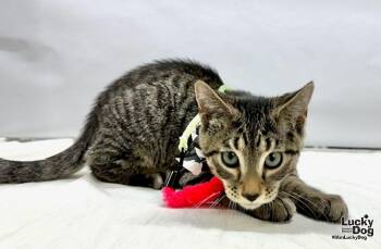 Yosemite Sam -  Domestic Short Hair Cat for Adoption in Washington, District Of Columbia - Yosemite Sam | PetCurious