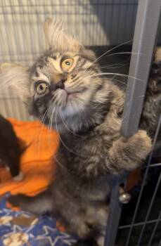 Nilla -  Domestic Long Hair and Tabby Cat for Adoption in Saginaw, Michigan - Nilla | PetCurious