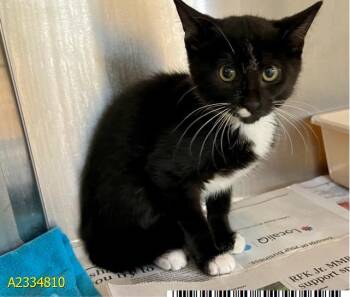 DENVER -  Domestic Short Hair Cat for Adoption in West Palm Beach, Florida - DENVER | PetCurious