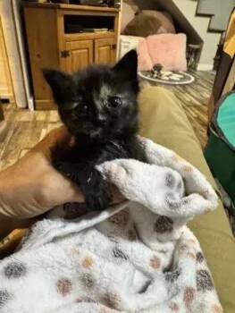 Peony -  Domestic Short Hair Cat for Adoption in Wyoming, Michigan - Peony | PetCurious