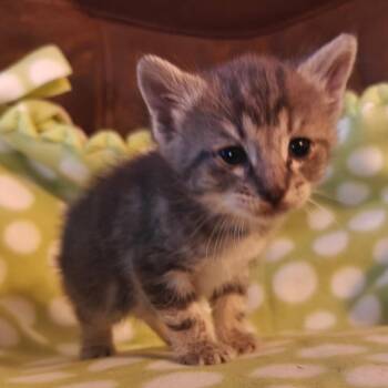 Wilder C10895 -  Domestic Short Hair Cat for Adoption - Wilder C10895 | PetCurious