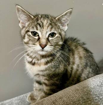 Sophie -  Tabby and Domestic Short Hair Cat for Adoption in Vaughan, Ontario - Sophie | PetCurious