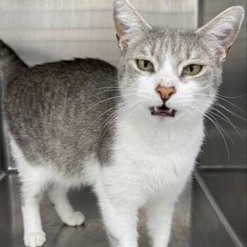 DUTCHESS -  Domestic Short Hair Cat for Adoption in Barnstable, Massachusetts - DUTCHESS | PetCurious