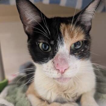 Gracey -  Domestic Short Hair Cat for Adoption in Watertown, New York - Gracey | PetCurious