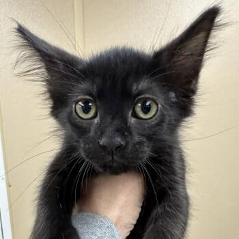 Caraway -  Domestic Medium Hair Cat for Adoption in Naperville, Illinois - Caraway | PetCurious