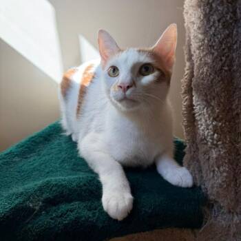 Billy -  Domestic Short Hair Cat for Adoption in Agoura Hills, California - Billy | PetCurious
