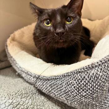 Dizzy -  Domestic Short Hair Cat for Adoption in Cheyenne, Wyoming - Dizzy | PetCurious
