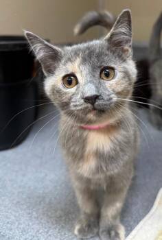 Dorothy -  Domestic Short Hair Cat for Adoption in Tomah, Wisconsin - Dorothy | PetCurious