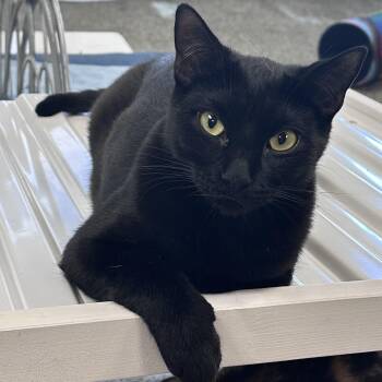 Rescue Domestic Short Hair Cats for Adoption in Jackson, California - Simon | PetCurious
