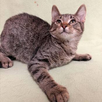 Bobby -  Domestic Short Hair Cat for Adoption in Waterloo, Iowa - Bobby | PetCurious
