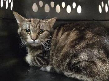 Pegmatite -  Domestic Short Hair Cat for Adoption in Westland, Michigan - Pegmatite | PetCurious