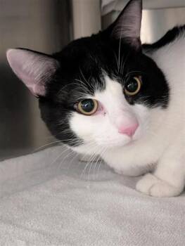 Mino -  Domestic Short Hair Cat for Adoption in Montreal, Quebec - Mino | PetCurious