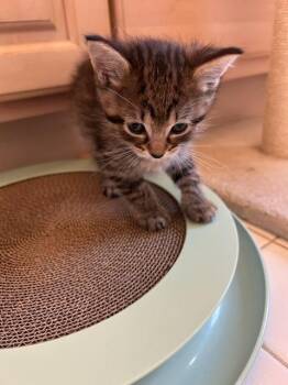 Triscuit -  Domestic Short Hair Cat Available for Adoption in Cincinnati, Ohio - Triscuit | PetCurious