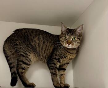 Domestic Short Hair and Tabby Cats Available for Adoption in Frankfort, Kentucky - Party | PetCurious