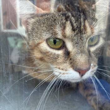 Mango -  Domestic Short Hair Cat for Adoption in Philadelphia, Pennsylvania - Mango | PetCurious