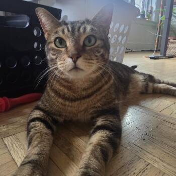 Minos -  Domestic Short Hair Cat for Adoption in Evanston, Illinois - Minos | PetCurious