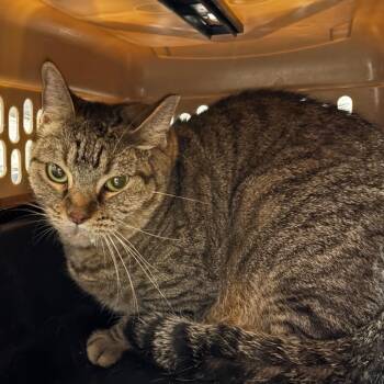 Cedar -  Domestic Short Hair Cat for Adoption in Yuma, Arizona - Cedar | PetCurious