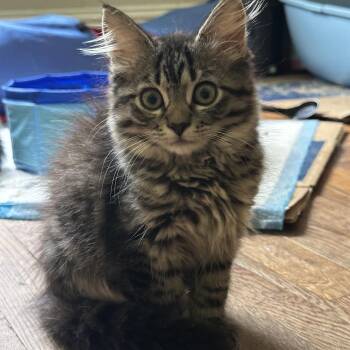 Georgia -  Domestic Long Hair Cat for Adoption in Coral Gables, Florida - Georgia | PetCurious