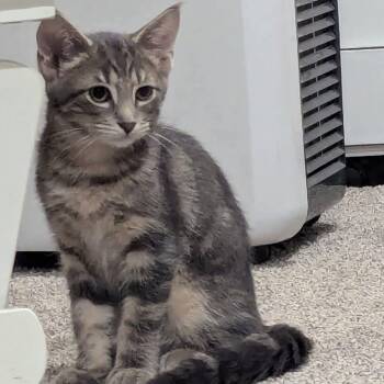Wilbur -  Tabby Cat for Adoption in Grand Rapids, Michigan - Wilbur | PetCurious
