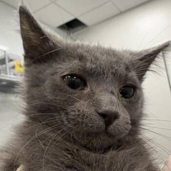 Crockpot -  Domestic Short Hair Cat for Adoption in Bentonville, Arkansas - Crockpot | PetCurious