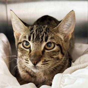 Russ -  Domestic Short Hair Cat for Adoption in Concord, New Hampshire - Russ | PetCurious