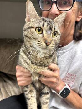 CLEMENTINE -  Domestic Short Hair Cat for Adoption in Boston, Massachusetts - CLEMENTINE | PetCurious