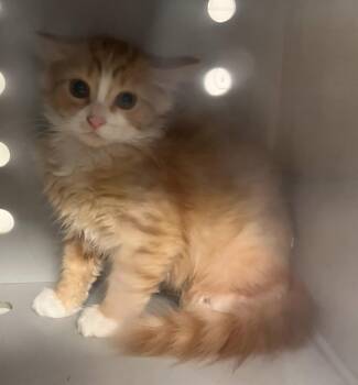 Sunny -  Domestic Medium Hair Cat for Adoption in Greenfield, Indiana - Sunny | PetCurious