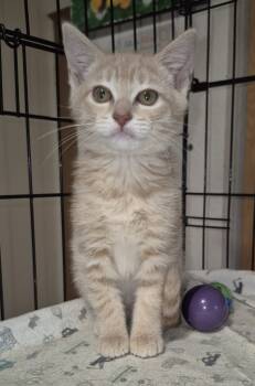 Rescue Domestic Short Hair Cats for Adoption in Thompson Falls, Montana - Bina | PetCurious