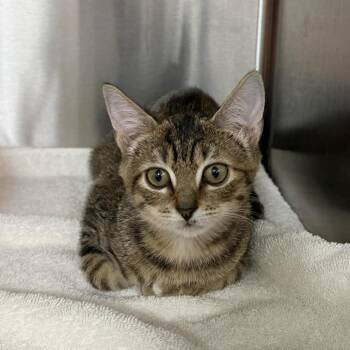 Janice -  Domestic Short Hair Cat for Adoption in Jupiter, Florida - Janice | PetCurious