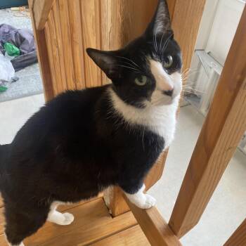 Quinn -  Domestic Short Hair Cat for Adoption in Las Vegas, Nevada - Quinn | PetCurious