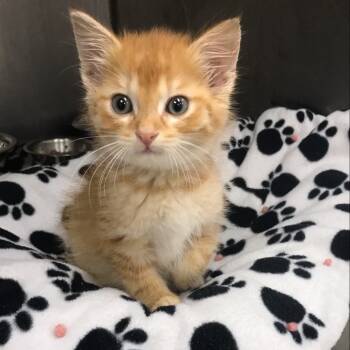 Rescue Domestic Short Hair Cats for Adoption in Redwood Falls, Minnesota - Opie | PetCurious