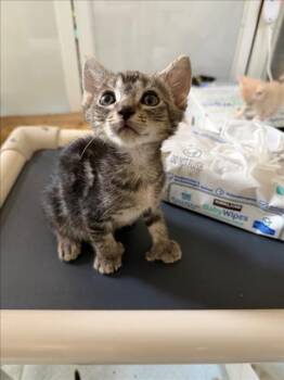 *BANKSY -  Domestic Short Hair Cat for Adoption in Woodland, California - *BANKSY | PetCurious