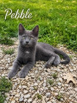 Pebble -  Russian Blue Cat for Adoption in Decorah, Iowa - Pebble | PetCurious