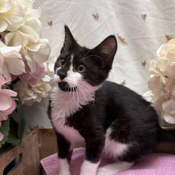 Rizzo -  American Shorthair Cat for Adoption in Newberg, Oregon - Rizzo | PetCurious